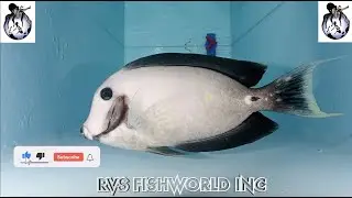 RVS FISHWORLD INC NEW ARRIVAL Leucistic chocolate mimic tang - Acanthurus pyroferus 3.31.21
