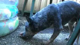 Argos eating green tripe and a deer-carcass