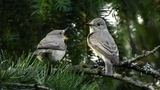 Grauschn&auml;pper f&uuml;ttert sein Weibchen