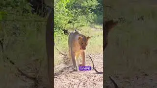 Black mamba attack lion #wildlife #animals #fyp
