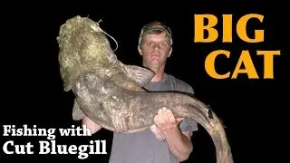 Caught my biggest FLATHEAD on the first trip of the year!