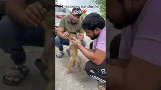 Insaan or bandar ka pyar kya apne phle dekha ha #monkey #animals #youtubeshorts #memes #funny #love