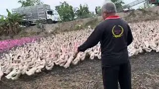 Technique of raising ducks in the field and then moving them to the truck together