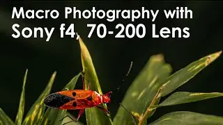 Tabletop Macro Photography  with Sony f4, 70 200 Lens within a Light Diffuser Box