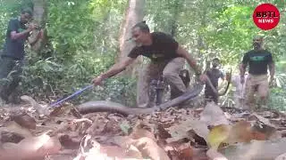 Largest king cobra rescued Herpetologist Dr P.Gowri Shankar rescues one of the largest king cobras.