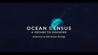 Celebrating the First Year of Ocean Census