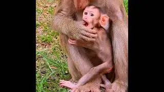 Fact action of gentle mother weaning milk her baby!