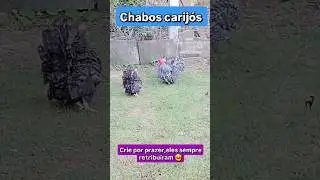 Nagasaki carij&oacute; lindos #flashback #galinha #aves #chabo #chicken #pets #clubenagasakibrasil