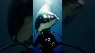 Ce plongeur a vu un ballon sous l&rsquo;eau&hellip; incroyable d&eacute;couverte #plong&eacute;e #oc&eacute;an