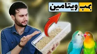 خواص بمب جوانه گندم برای پرندگان زینتی