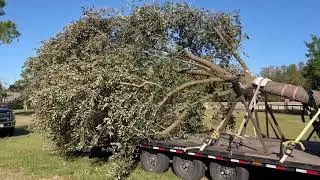 Planting a 30' Southern Live Oak Tree #trees #treeplanting #garden