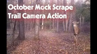 October 2025 Mock Scrape Trail Cam Compilation!