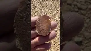 A tool with a pointed front tip, possibly a projectile point, used in a hunting context.