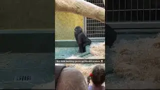 HE GOT ALL THE MOVES#shorts #gorilla#comedy#dance#funny#pets