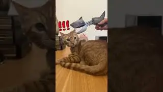 nonono #cat