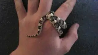Western Longnose Snake
