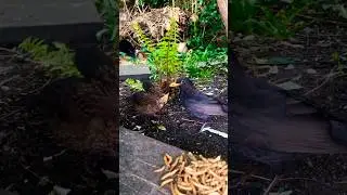 Dave the blackbird feeding one of the babies. ❤️ #feedingbabybirds #birds #gardenbirds