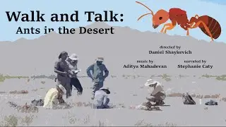 Walk and Talk: Ants in the Desert