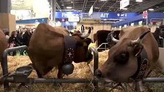 China opens anti-subsidy probe into EU dairy imports | REUTERS