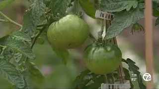 Michigan Urban Farm dedicated to growing fresh produce and feeding the community in Detroit