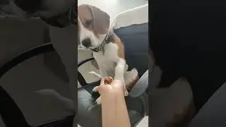 Wont eat anything 🐕 | Beagle doesn't want to eat food | #beagles #puppy #chennai #food #dogs