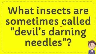 What insects are sometimes called 