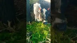 gay chara khane se video
