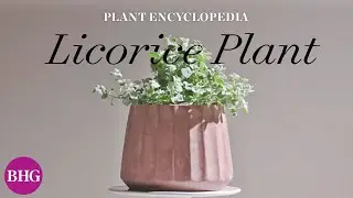 Всё, что вам нужно знать о лакрице | Энциклопедия растений | Better Homes & Gardens