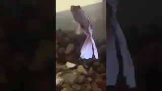 Un mosquito 🦟 poniendo huevos en una pecera de mi beta.