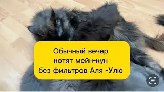 Кормление шестерых прекрасных котят мейн-кун без фильтров и прекрас 