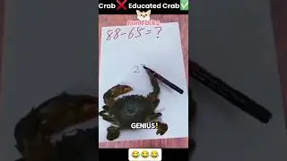 The Math Genius Crab #viralvideo #funny #pets #shortvideo #youtubeshorts #funfolks