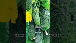 Какую пользу приносит человеку огурец?