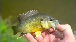 Finding TONS of Micro Fish In Urban Creek!