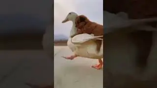 🐾😆 Lach dich schlapp bei diesen lustigen Tieren!
