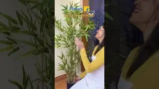 Big size artificial bamboo plant