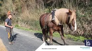 2021 03 01 moulin du duc Lannion -  D&eacute;bardage chevaux