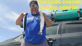 Catching Chrome in Gold Country - New Melones Lake