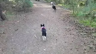 Collie walk and talk, with pups, some dark talking