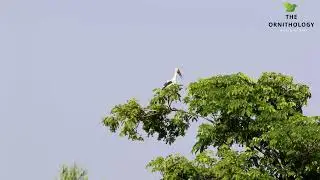 Asian openbill | Asian openbill stork | Anastomus oscitans