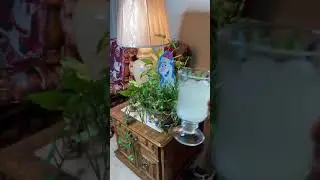 You Can Use Pasta Water For Your Plants!?