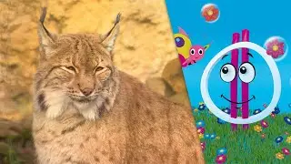 Zookaland - &Aacute;llati l&aacute;t&aacute;s (Hetedh&eacute;t Kaland)