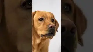 Dog Meets His EVIL Twin in the Mirror 😈🐶