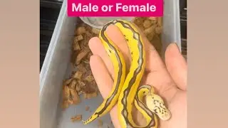 check if your Ball Python is a Male or Female