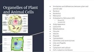 The Cell (Part 1/2)-Cell Origin and Organelles