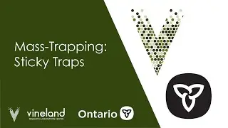 Mass Trapping in the Greenhouse using Sticky Traps