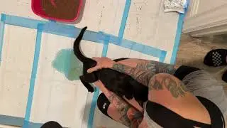 Urine expression and fecal extraction for incontinent kitten
