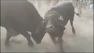 Buffalofight 🐂 Adnaan mdadde ka sandha Vs Noor M Khakh ka sandha 🥰.. Mdadde ka sandha VIN Hogia 😲😲