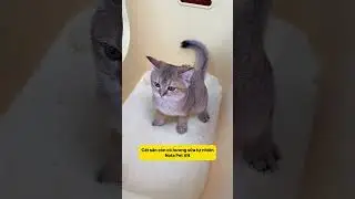 Đ&aacute;nh Bay M&ugrave;i H&ocirc;i Với C&aacute;t Sắn Hương Sữa!&rdquo; #notapetvn #fyp #pet #cat #freshsmell #natural