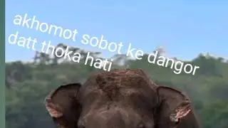 Biswanath jilar monabari ancholot ahi pori se dangor dat thoka hati