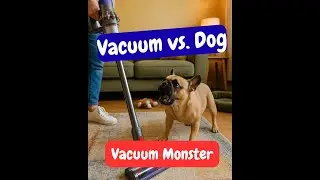 Episode #2.40 - Dog Scared of the Hoover: Help Noise-Sensitive Dogs Feel Safe at Home